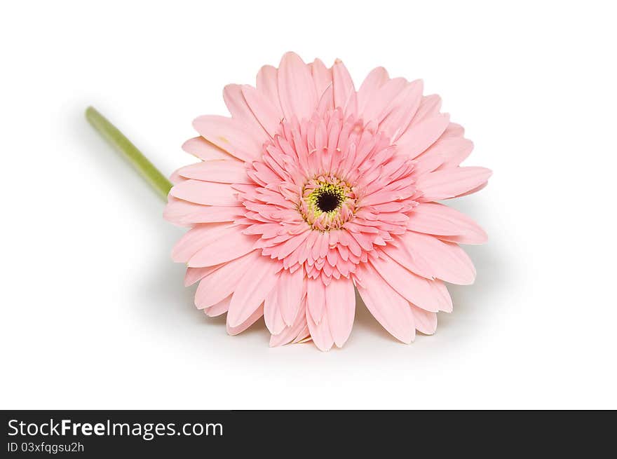 Pink gerbera flower.  on white