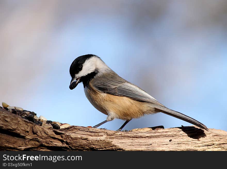 Black Capped Chickadee