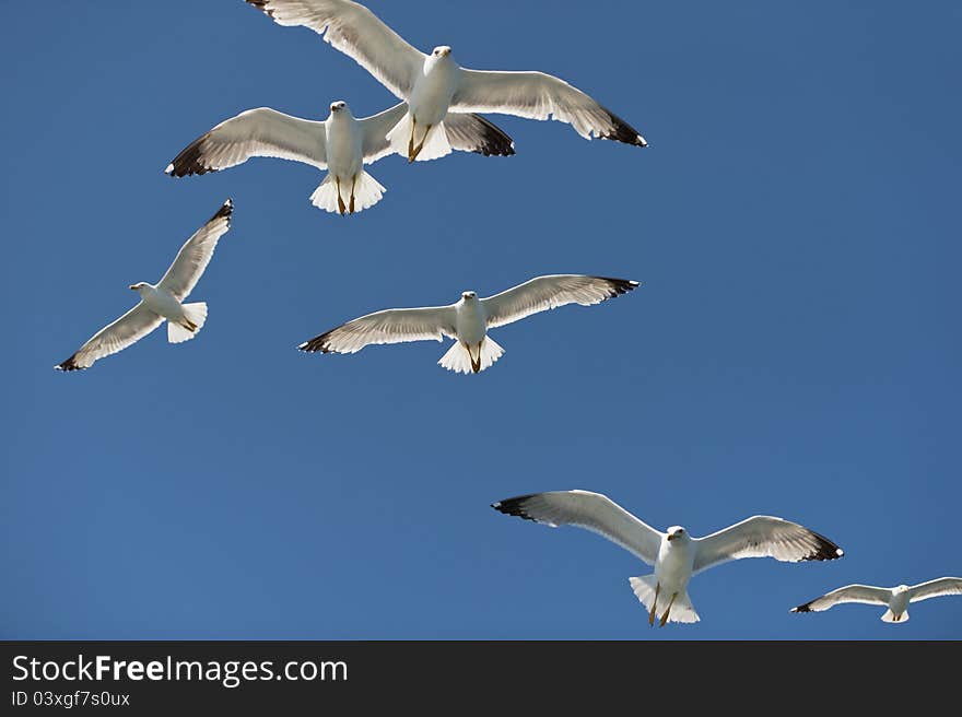 Seagulls in flight blue sky in the fight for food