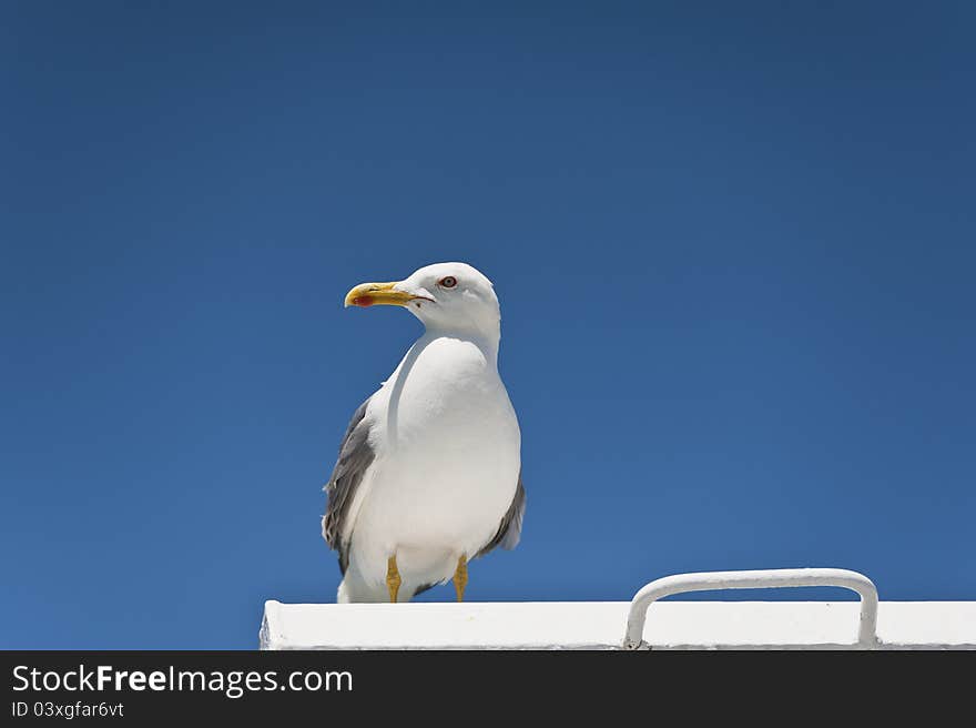 Beautiful seagull stationed