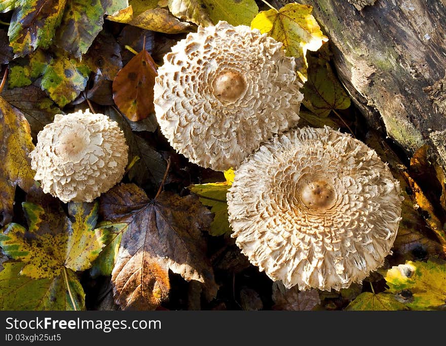 Shaggy Parasol Mushrooms