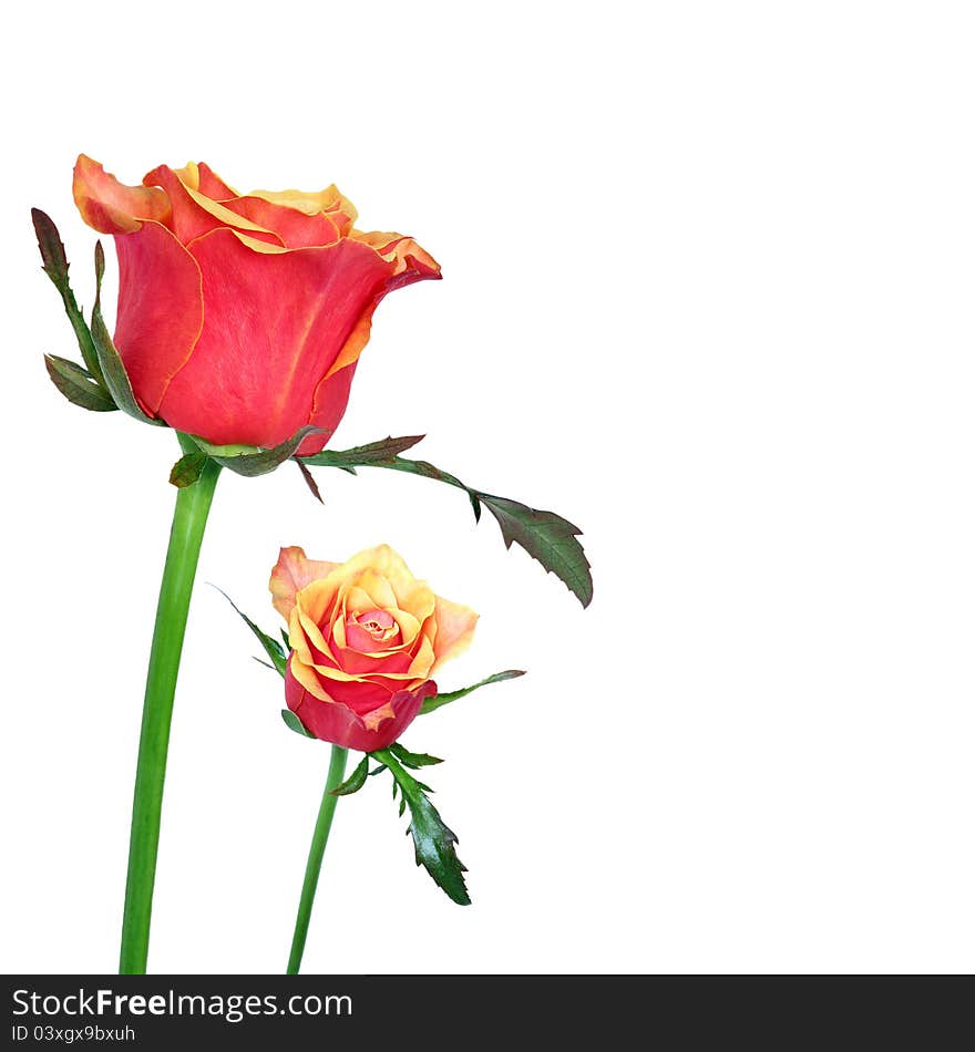 Red And Orage Roses On White Background