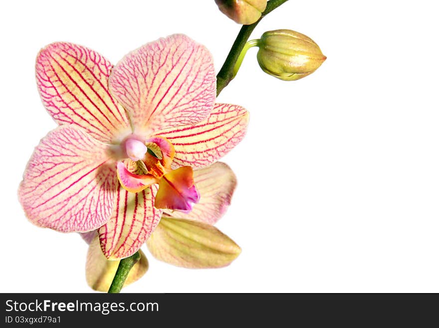 Wild pink striped orchid on white background. Wild pink striped orchid on white background