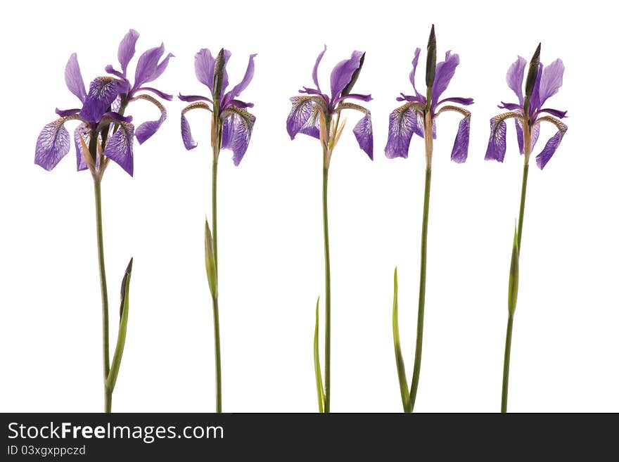 Studio Shot of five blue/purple Iris flower. Isolated on White Background. Studio Shot of five blue/purple Iris flower. Isolated on White Background.