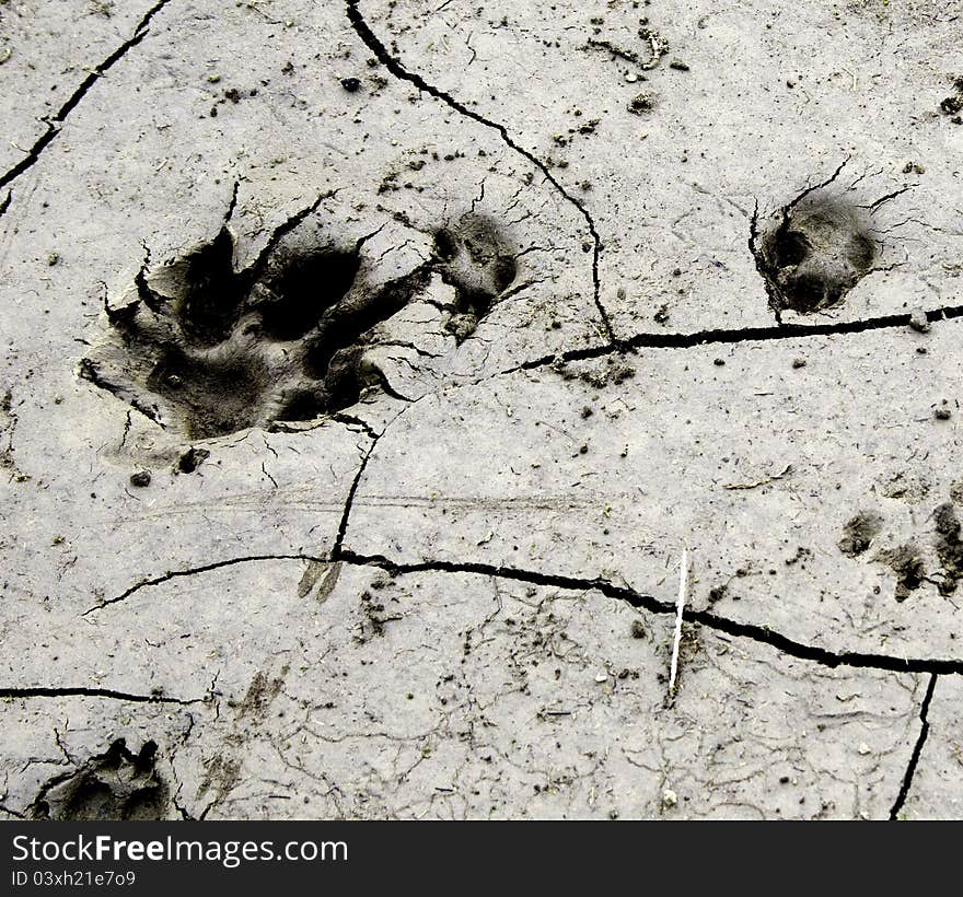 Mark of a dog in the mud. Mark of a dog in the mud