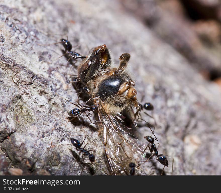 Ants and food