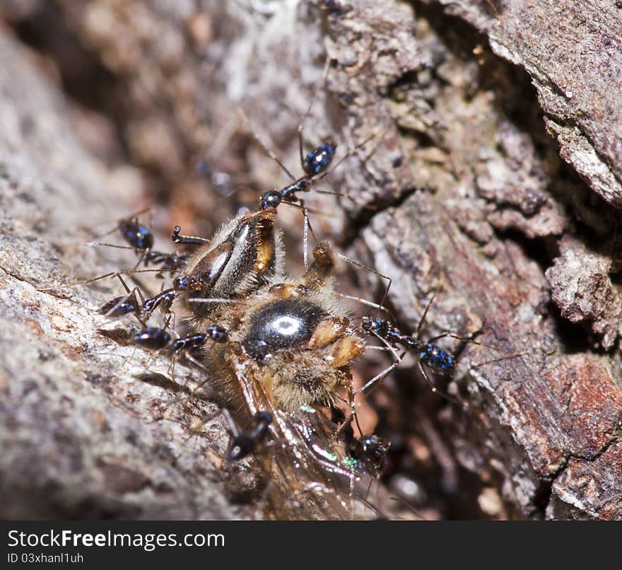 Ants and food