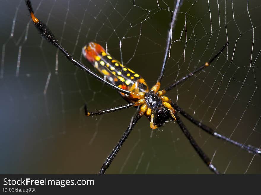 Spider on web in macro mode