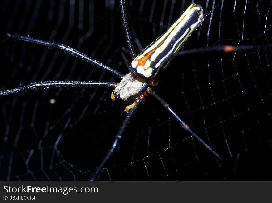 Spider on web in macro mode