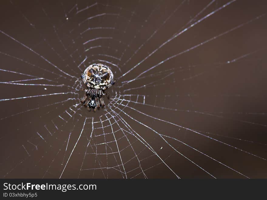 Spider on web in macro mode