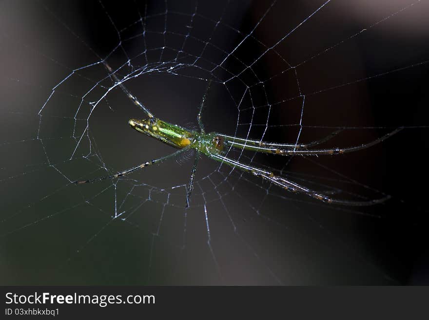 Spider on web in macro mode