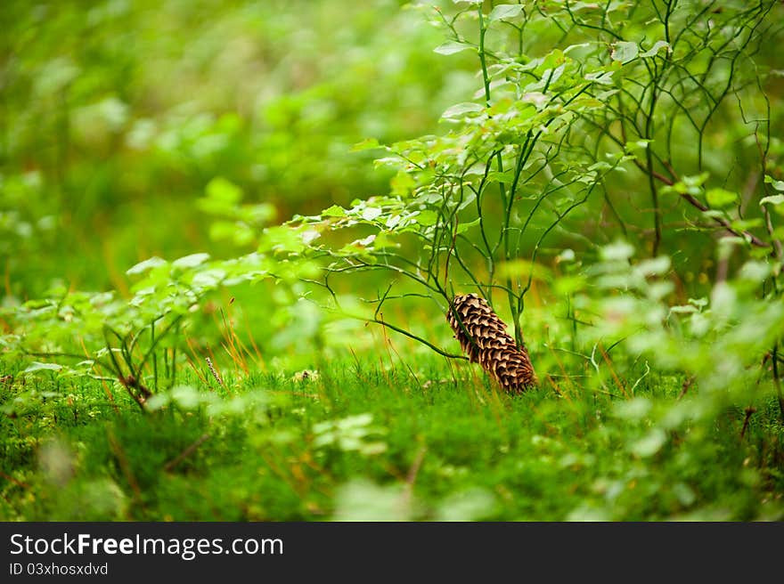 Natural background of natural forest plants