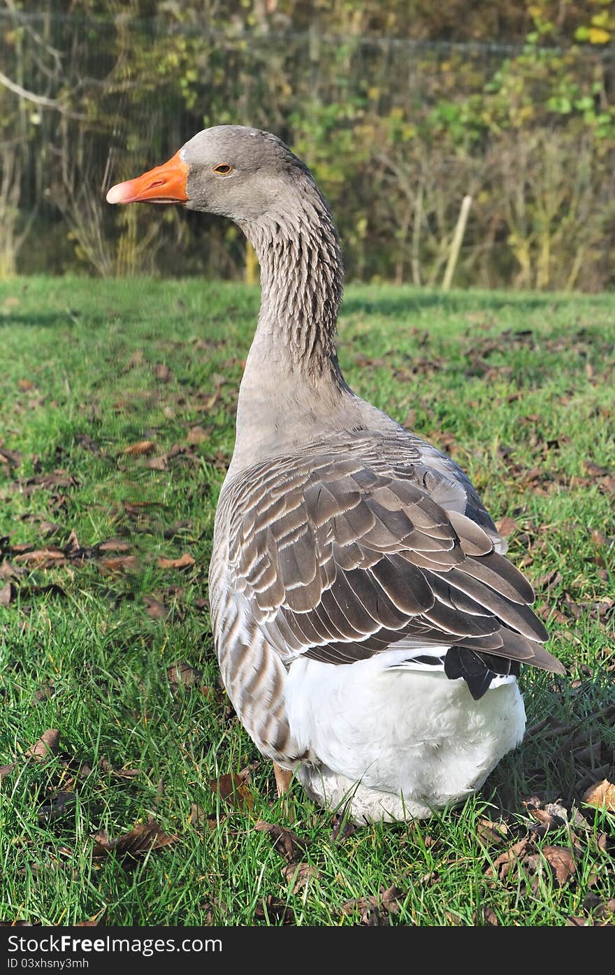 Geese in backyard