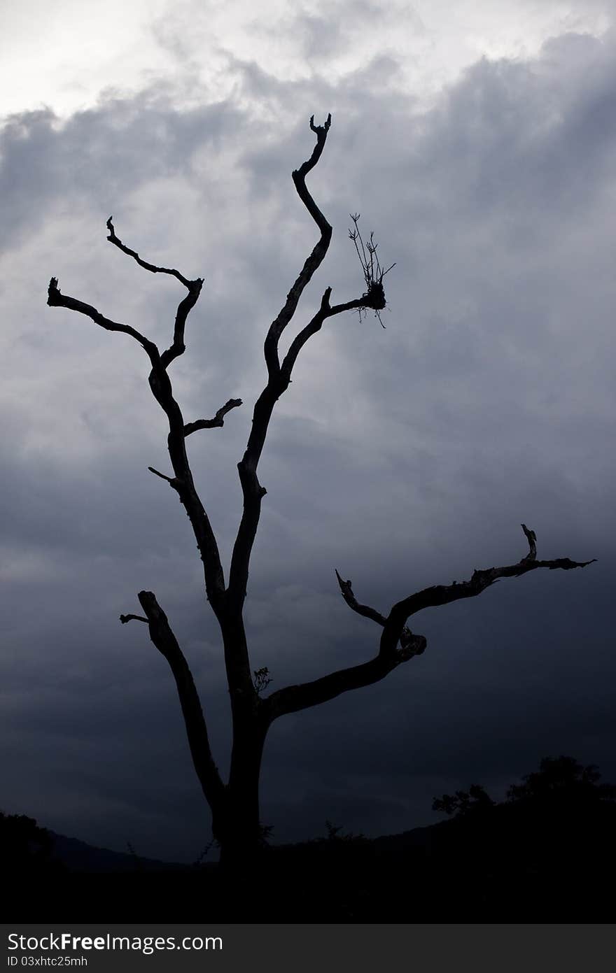 Sillhouettes of trees in Mudumalai National Park, India