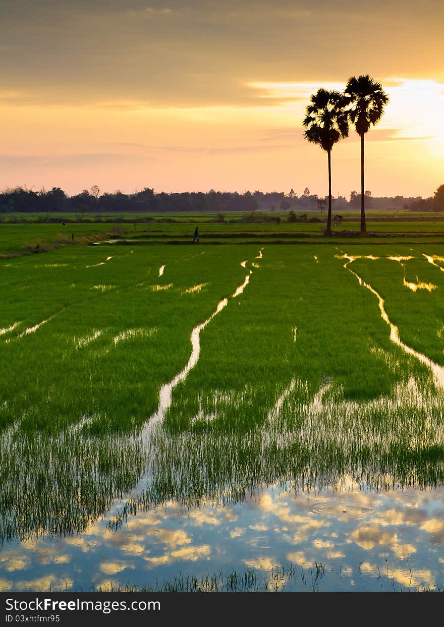 Sunset at rice farm