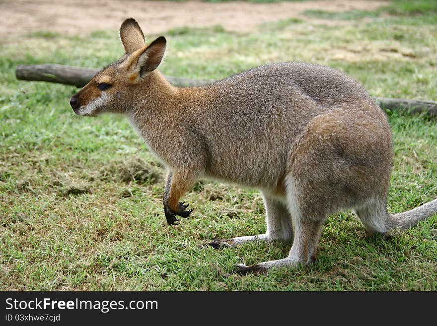 Little Kangaroo