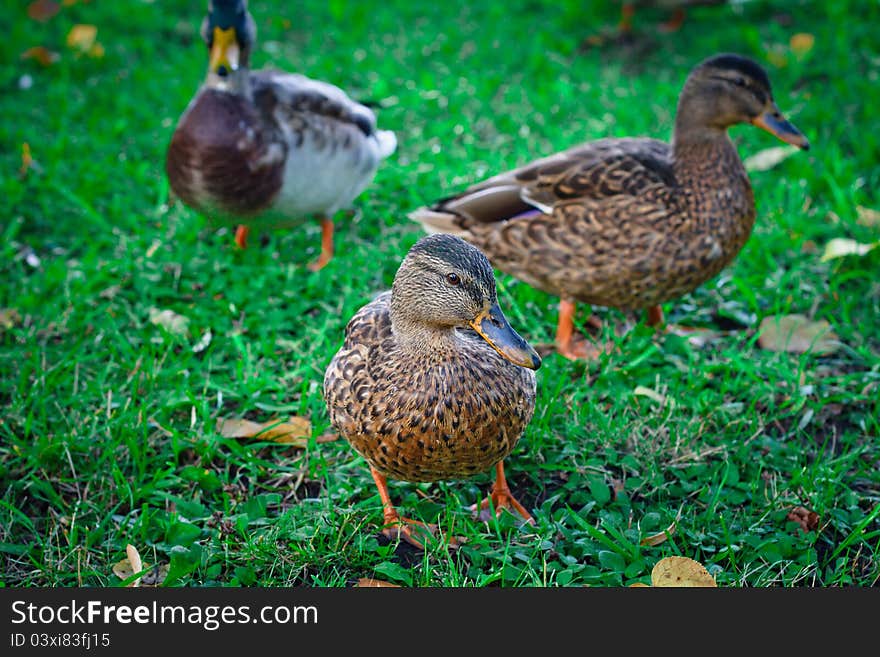 Three ducks walk on the grass