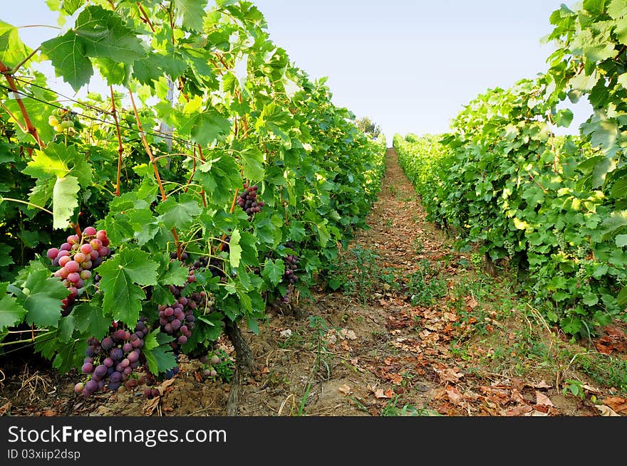 Vineyard With Grapes