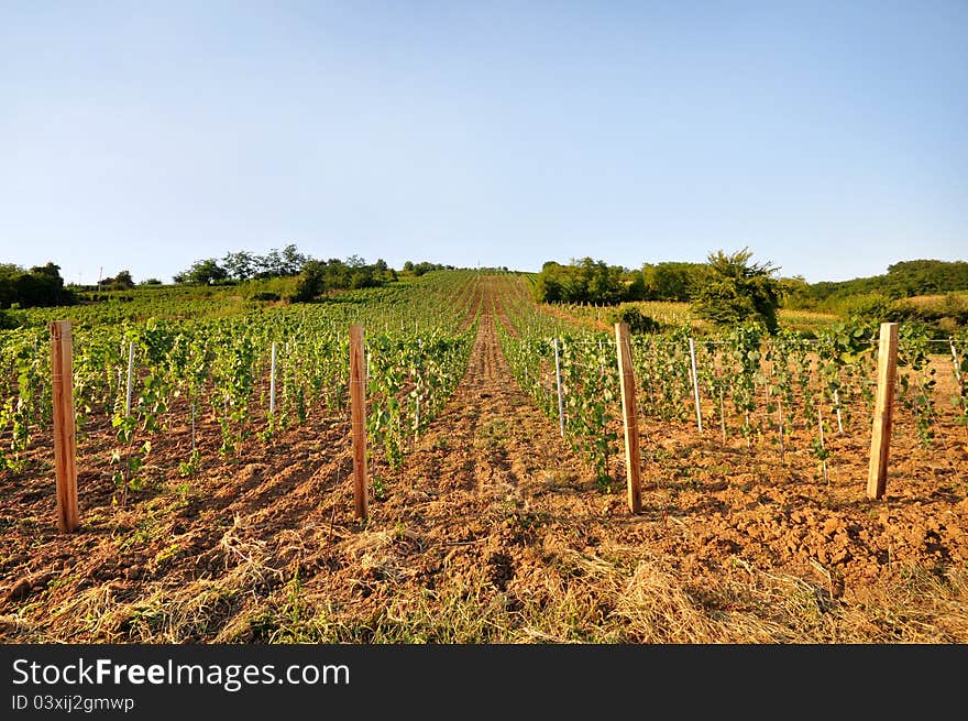 Young vineyard with arable land and blue sky