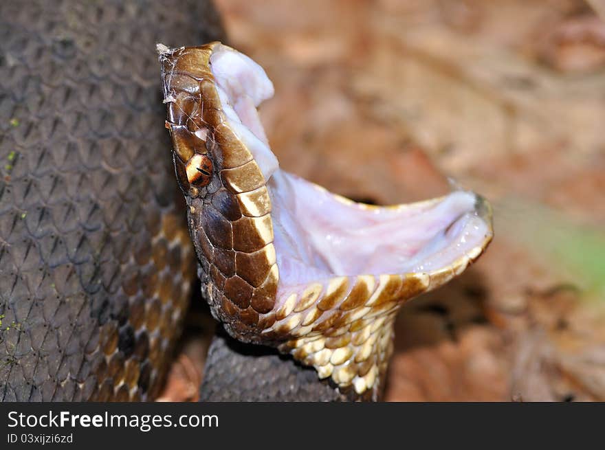 Eastern Cottonmouth