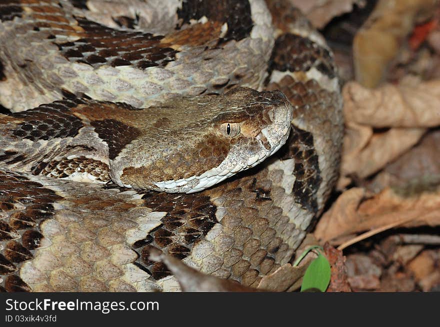 Timber Rattlesnake