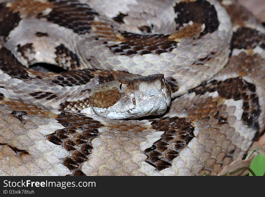 Timber Rattlesnake