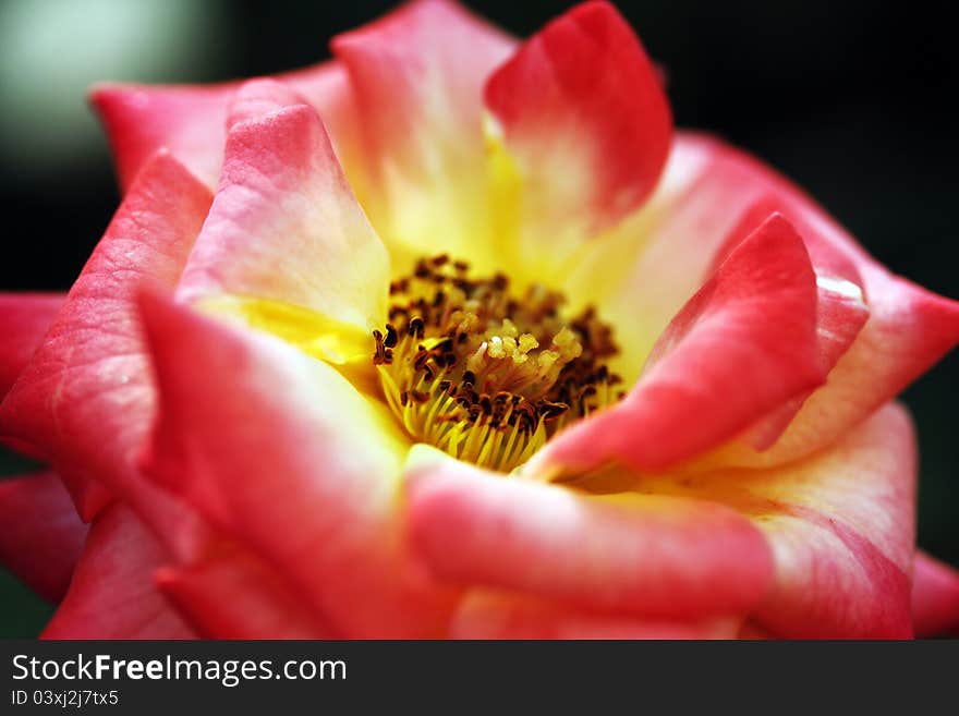 Red colored rose flower up close