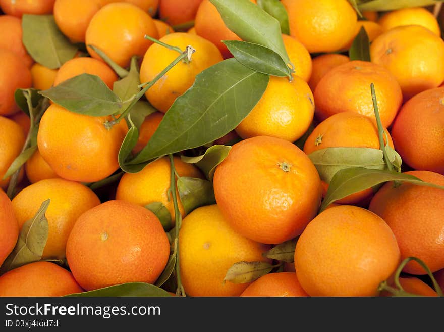 Freshly picked tangerines bulk of the tree in Valencia. Freshly picked tangerines bulk of the tree in Valencia