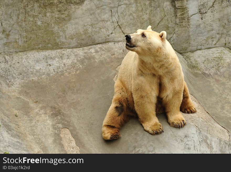 Polar Bear