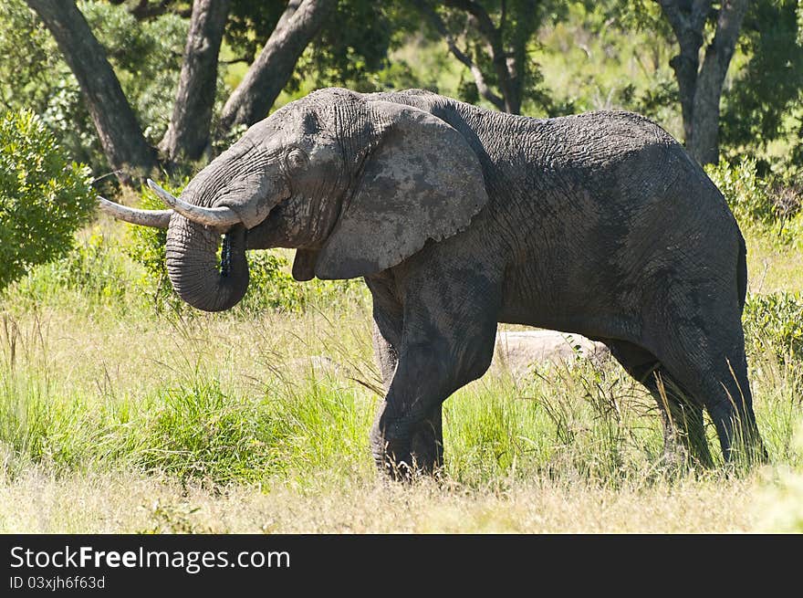 Elephant Drinking