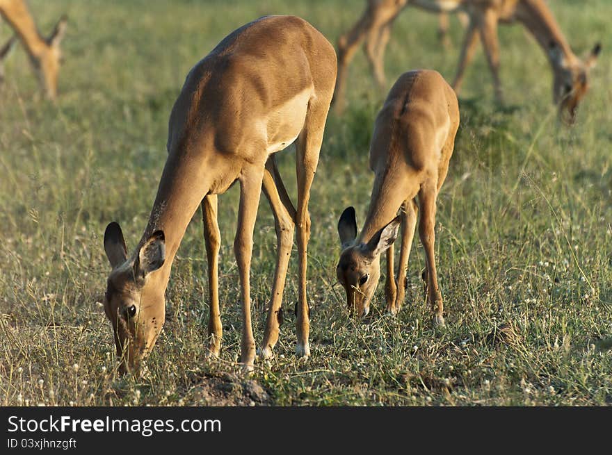 Impalas Grazing