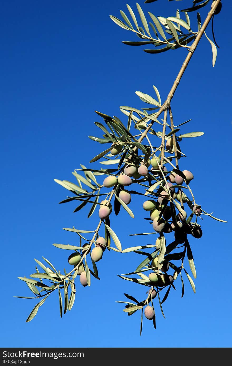 Branch white olives against blue sky Growing Olives on a branch. Branch white olives against blue sky Growing Olives on a branch