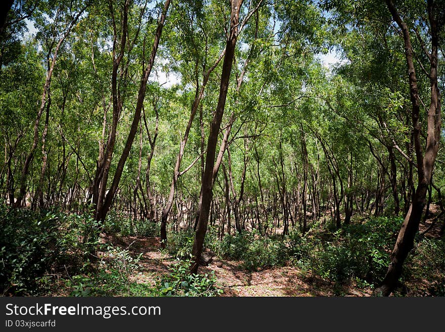 Trees in the forest