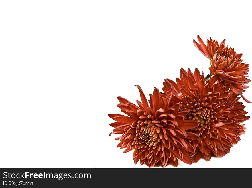 Red chrysanthemums on a white background. Red chrysanthemums on a white background.