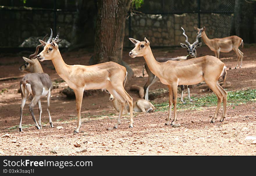 Group of young deers anxiciously waiting for morning food supply in a deer park, india