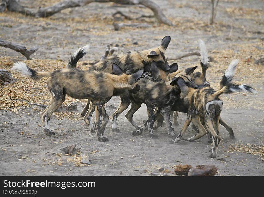 Wild Dogs (Lycaon pictus) routinely stage a ritualistic fight/play interaction before going off to hunt in the evening. Wild Dogs (Lycaon pictus) routinely stage a ritualistic fight/play interaction before going off to hunt in the evening