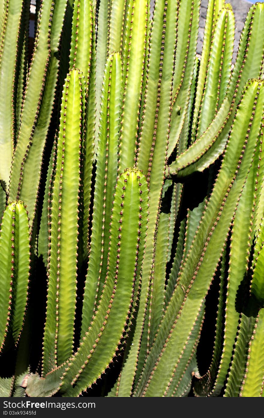 Cactus - Euphorbia Canariensis