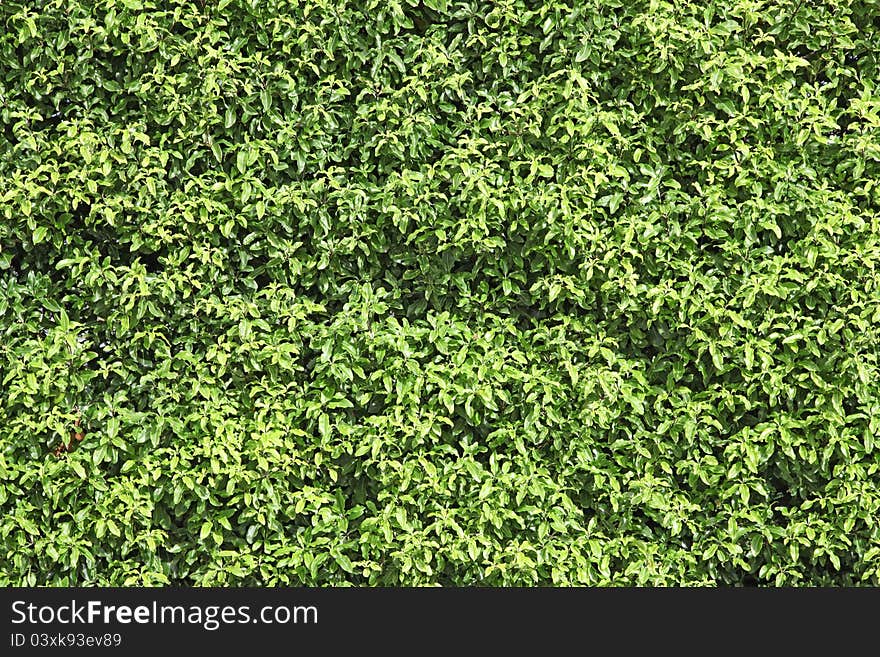 Natural green leaf seamless bush wall using as background