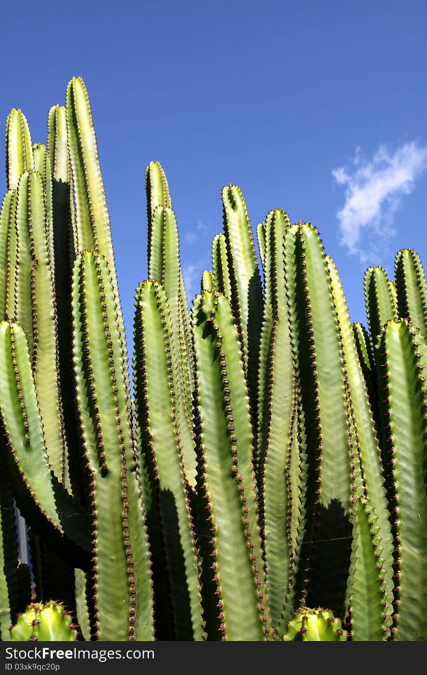 Cactus - Euphorbia Canariensis