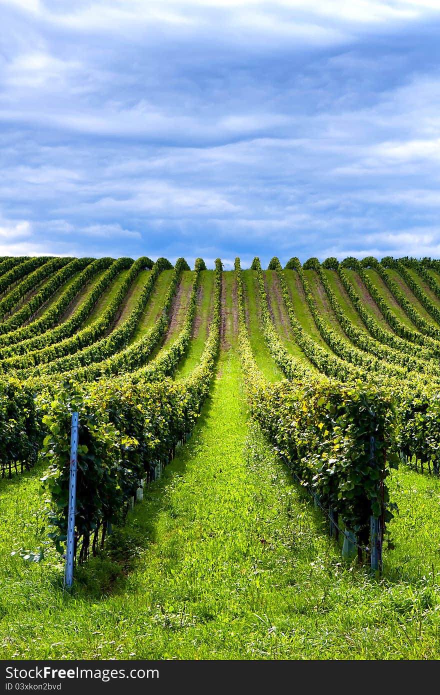 Beautiful rows of grapes before harvesting