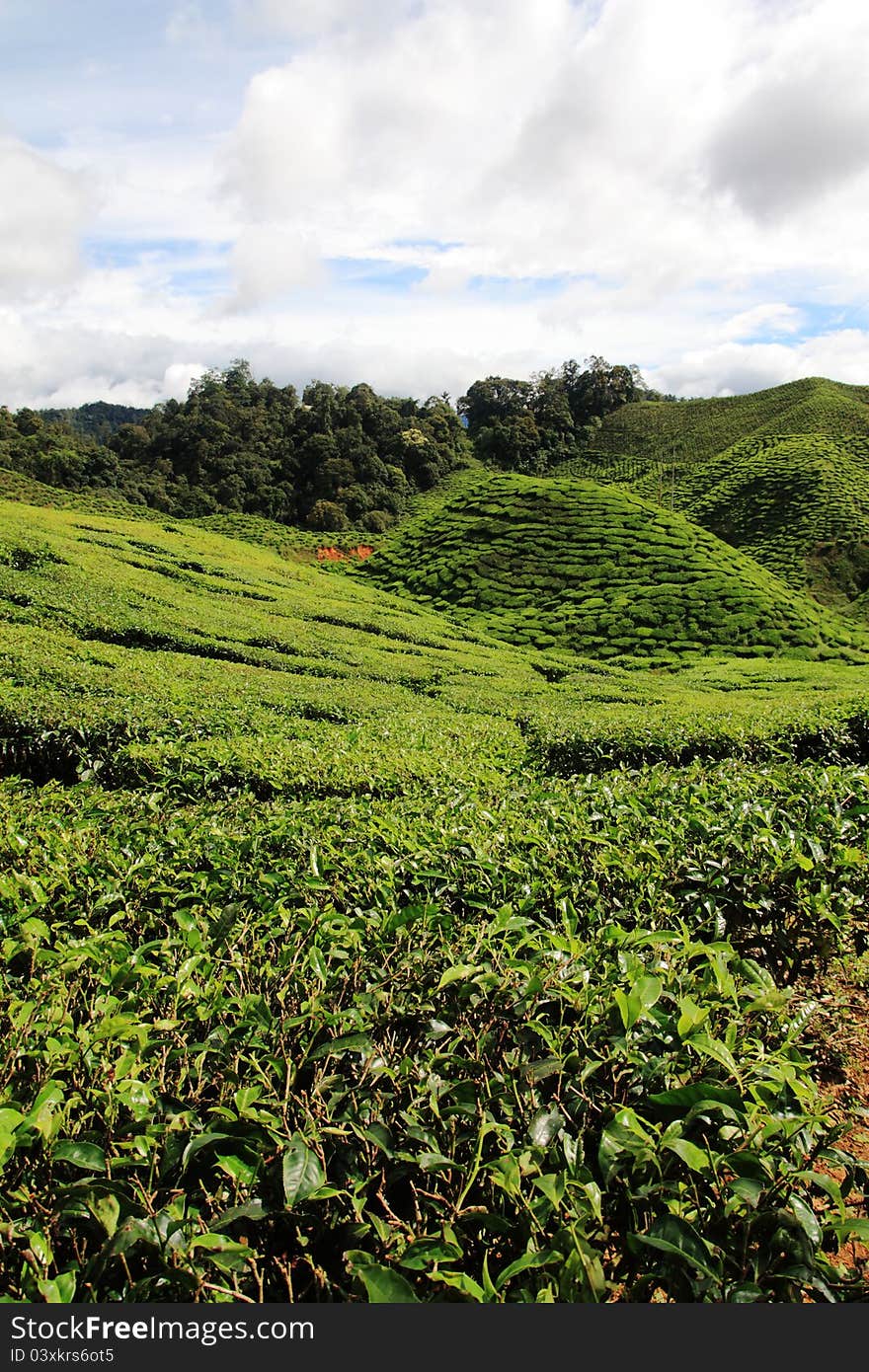 A view of tea plantation with close up tea leaves at the foreground.