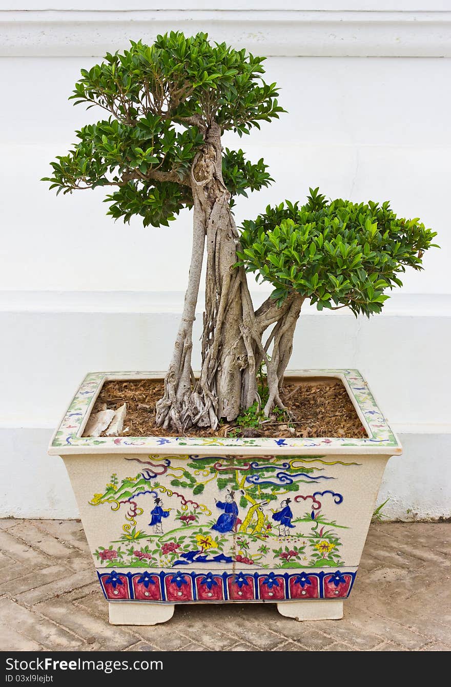 Bonsai.