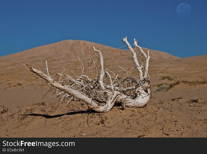 Sand dunes with dead, white tree root in Mojave national park. Sand dunes with dead, white tree root in Mojave national park