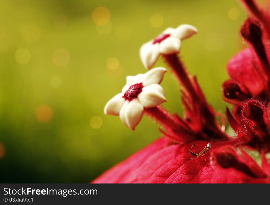 Couple of Ashanti Blood flowers with blurred background and mantis insect. Couple of Ashanti Blood flowers with blurred background and mantis insect