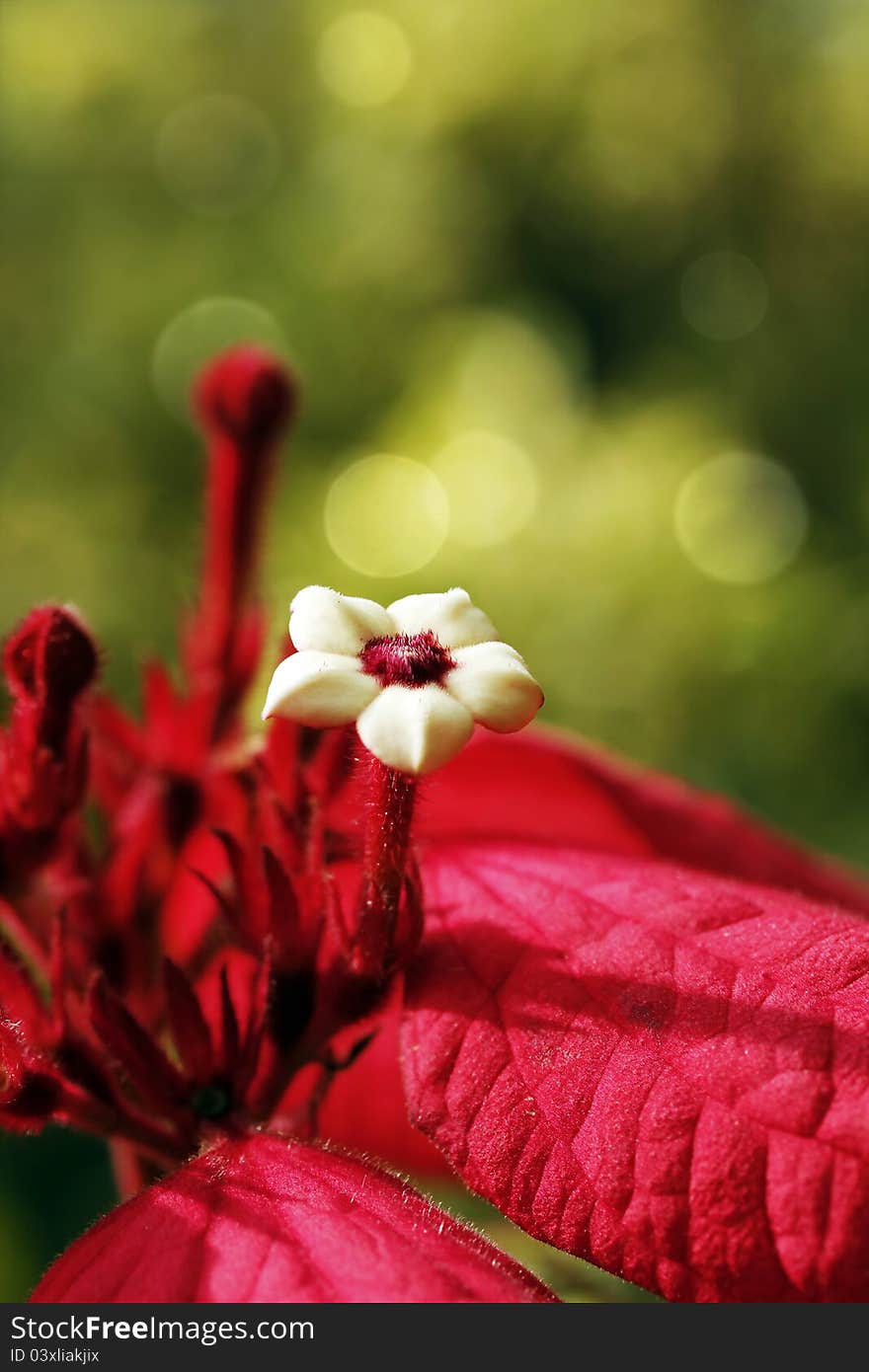 Stunning Virgin Tree flower and red bracts with background bokeh