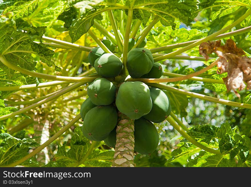 Carica papaya pawpaw fruit tree