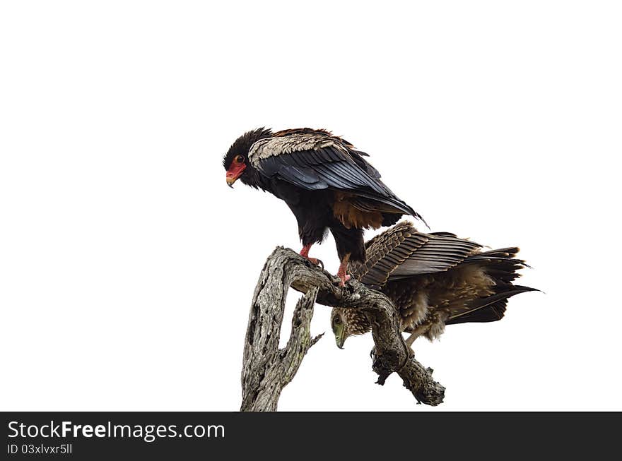 Two Eagles sitting on a tree branch the African bushveld. Both searching for something on the ground. Two Eagles sitting on a tree branch the African bushveld. Both searching for something on the ground.