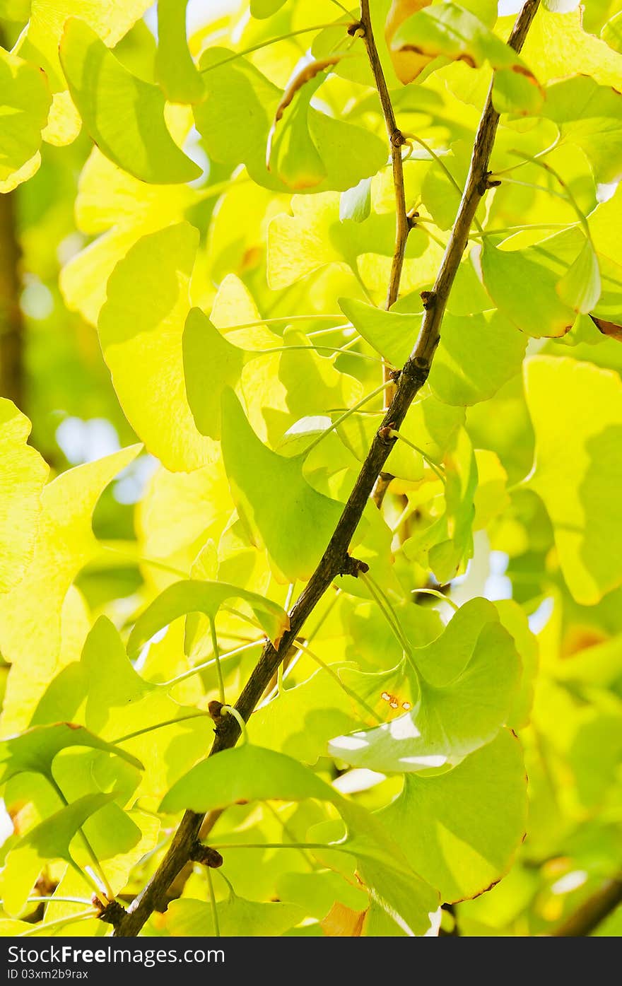 Twig with leaves of Ginkgo Biloba in shunshine。