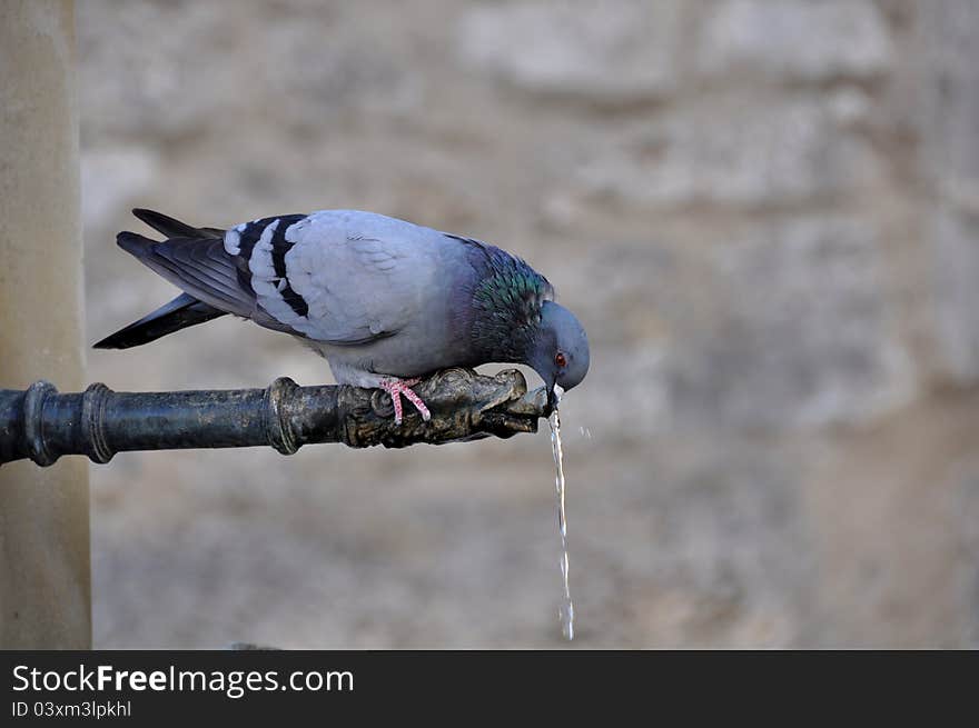 Thirsty Pigeon