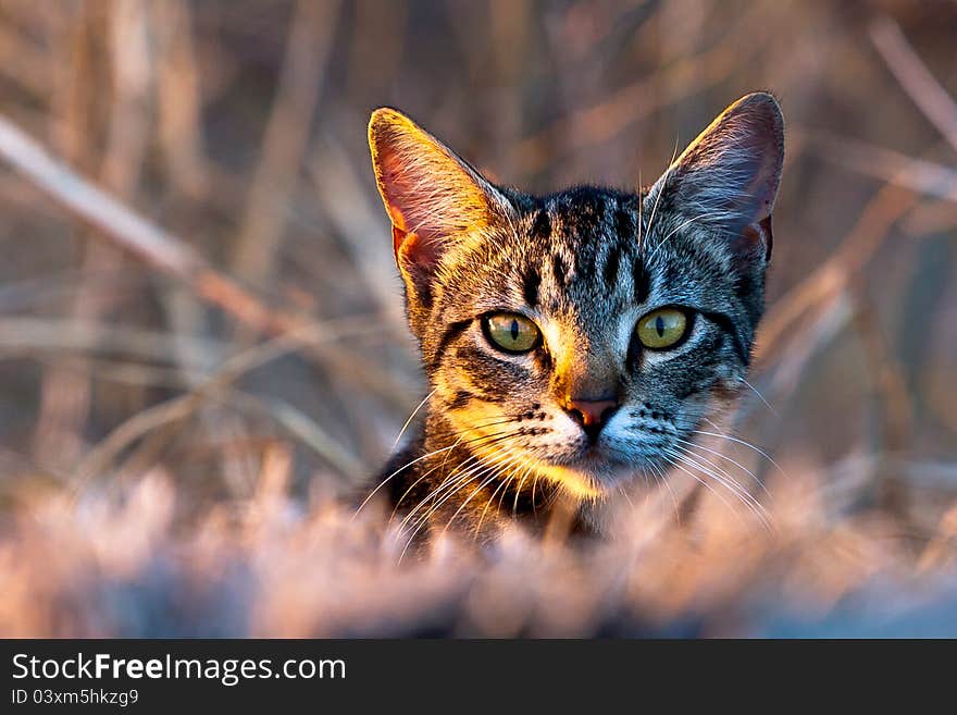 Hidden cat in the grass